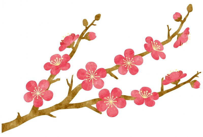 梅
