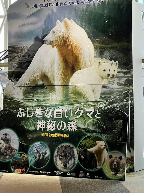 ふしぎな白いクマと神秘の森