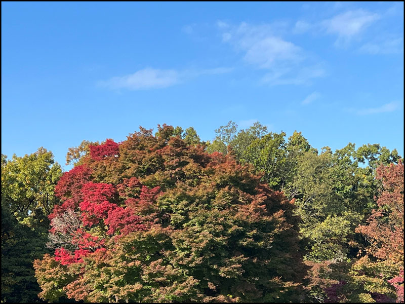 公園
