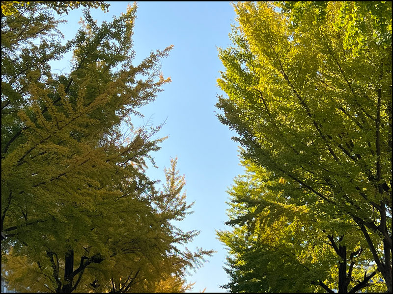 公園 イチョウ
